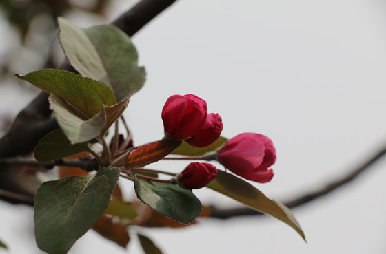 春色满校关不住 鲜花绿树入镜来